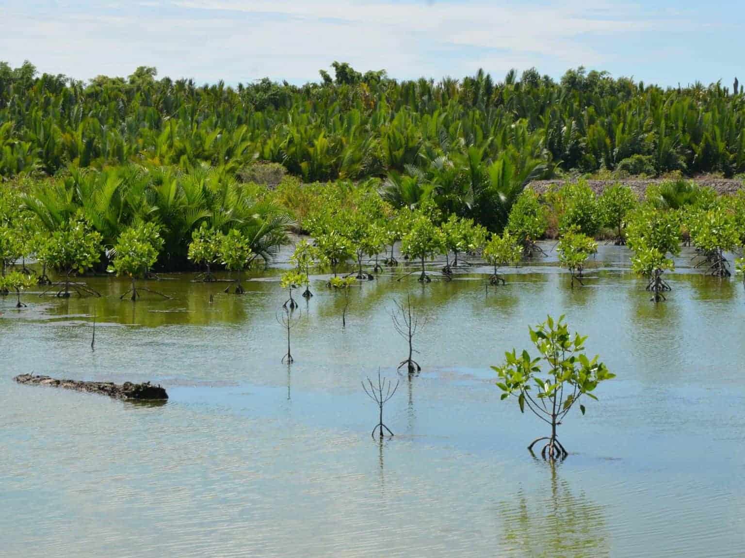 plantation arbres