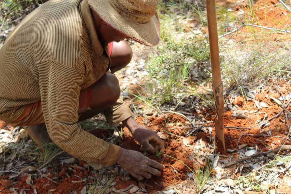 Plantation arbre